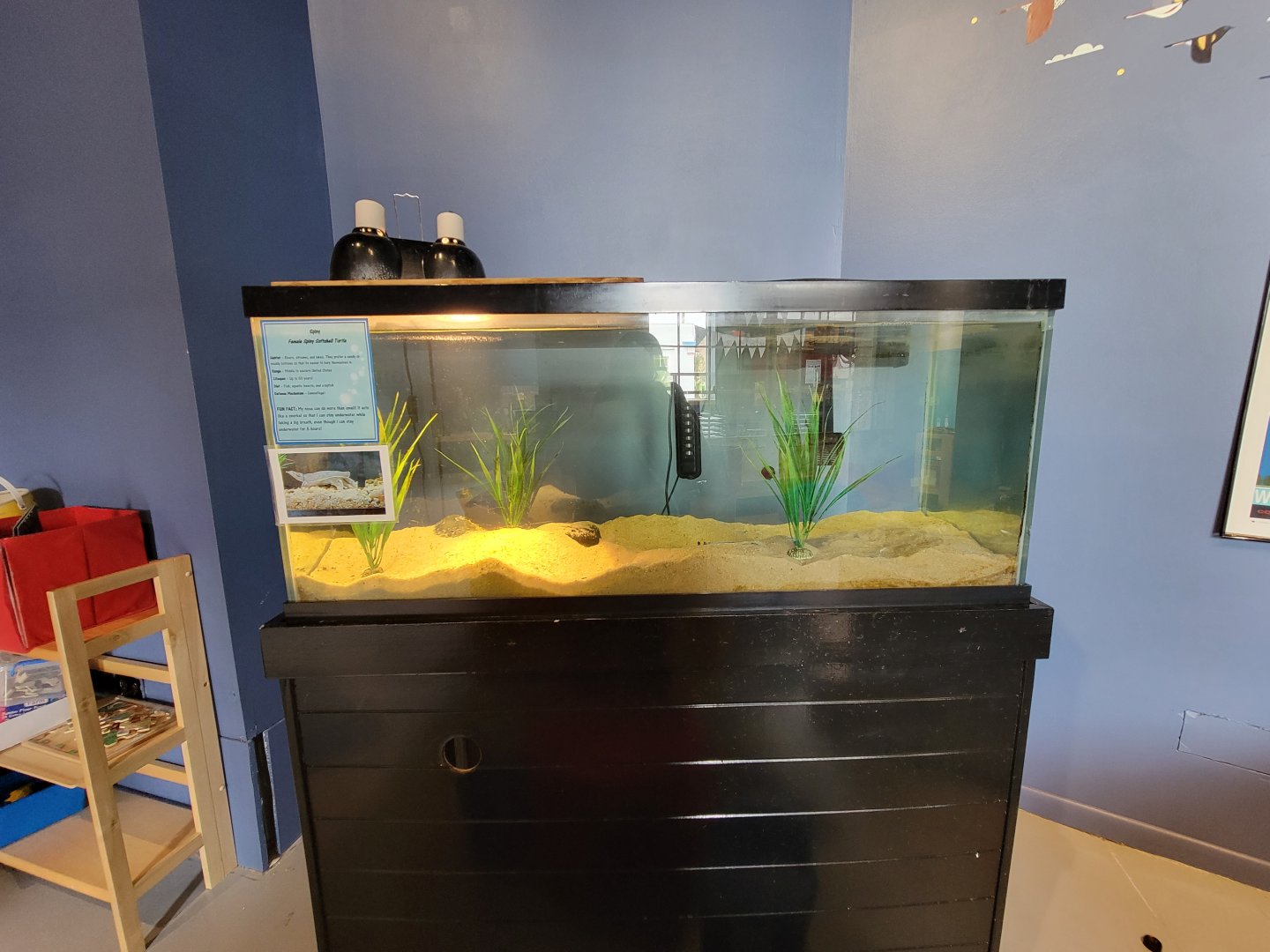 Delmarva Discovery Museum - Spiny softshell turtle in kids play room