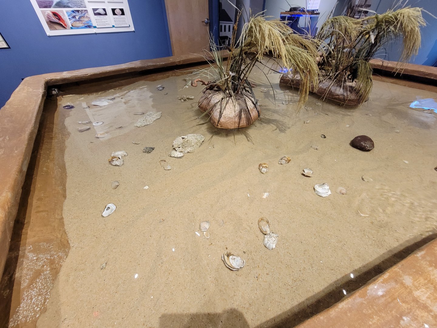 Delmarva Discovery Museum - Touch tank