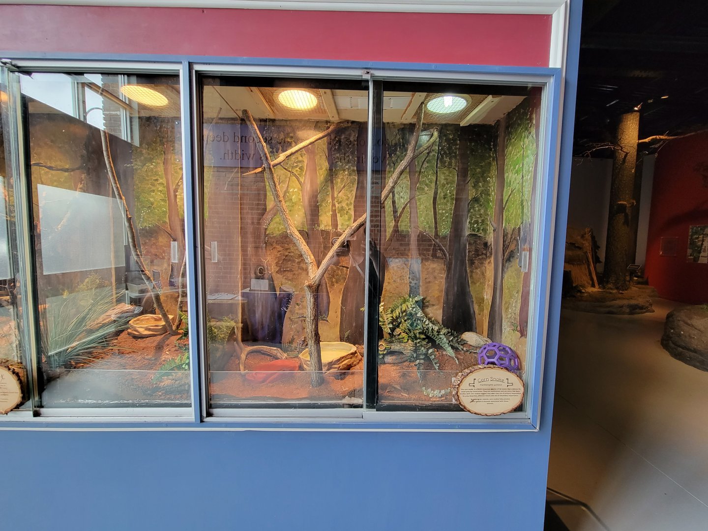 Delmarva Discovery Museum - Tree frog / empty / corn snake