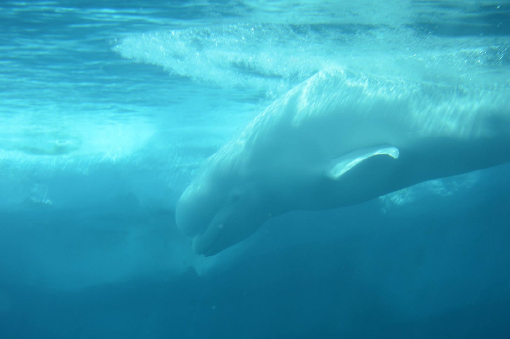 Delphinapterus leucas