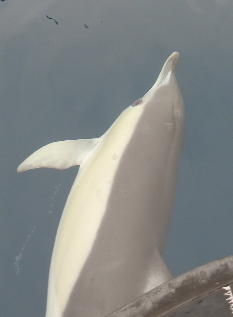Delphinus delphis