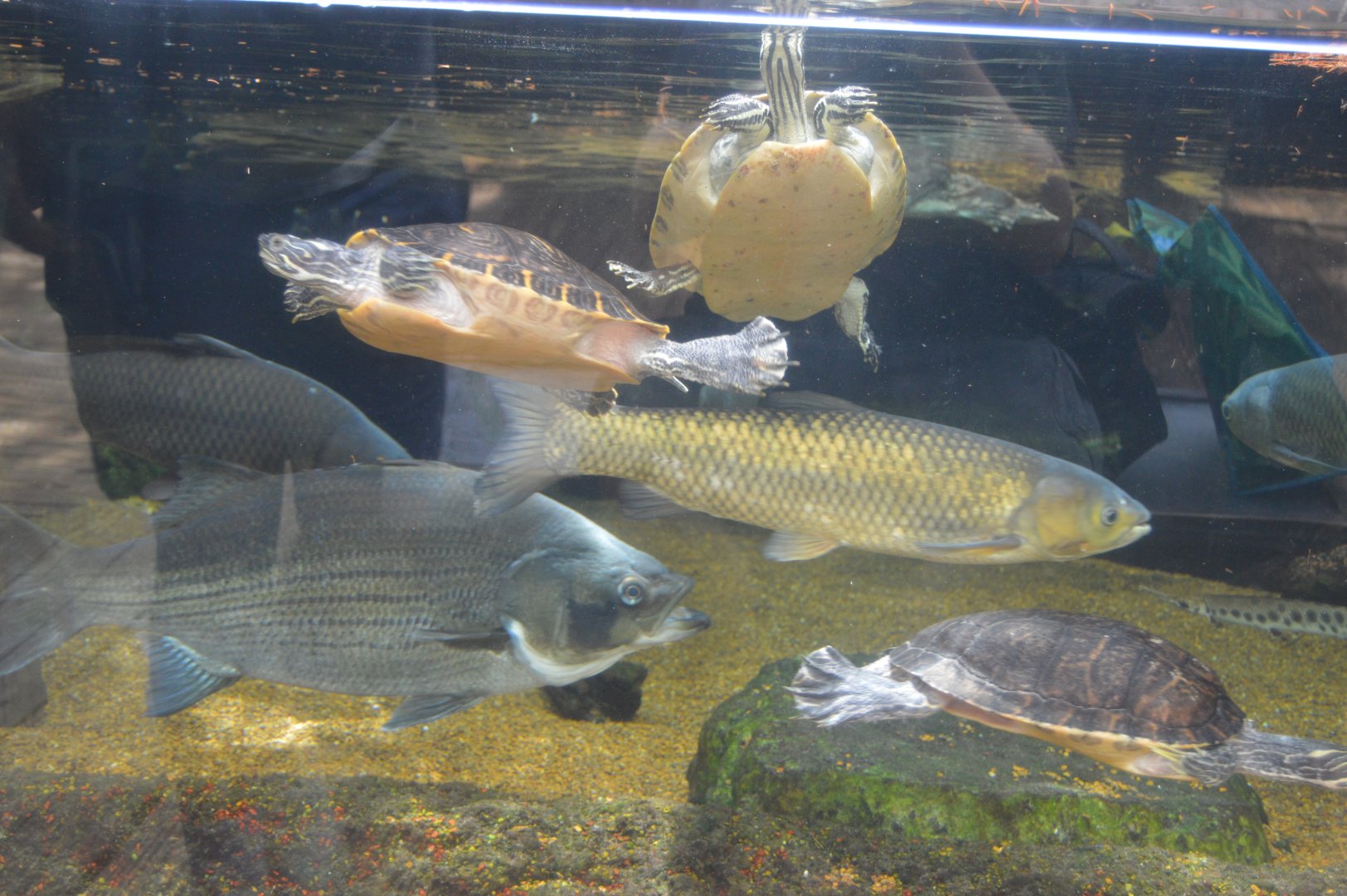 Delta Country - Assorted Species