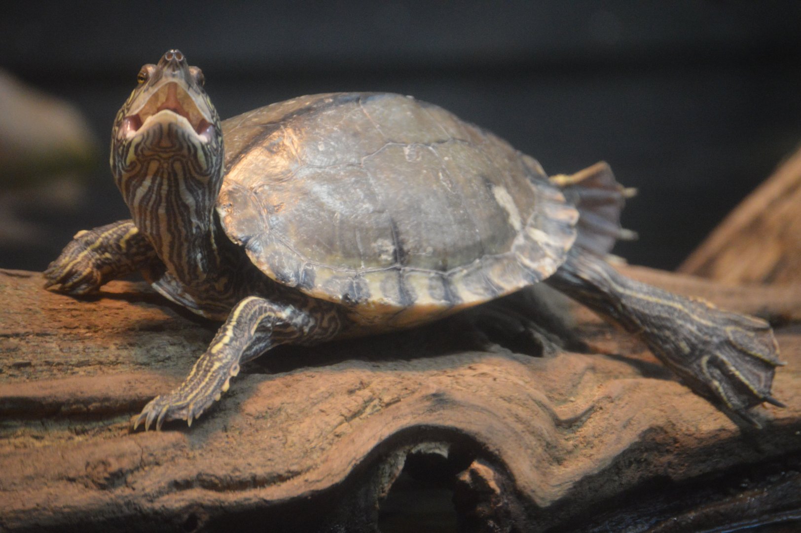 Delta Country - Barbour's Map Turtle