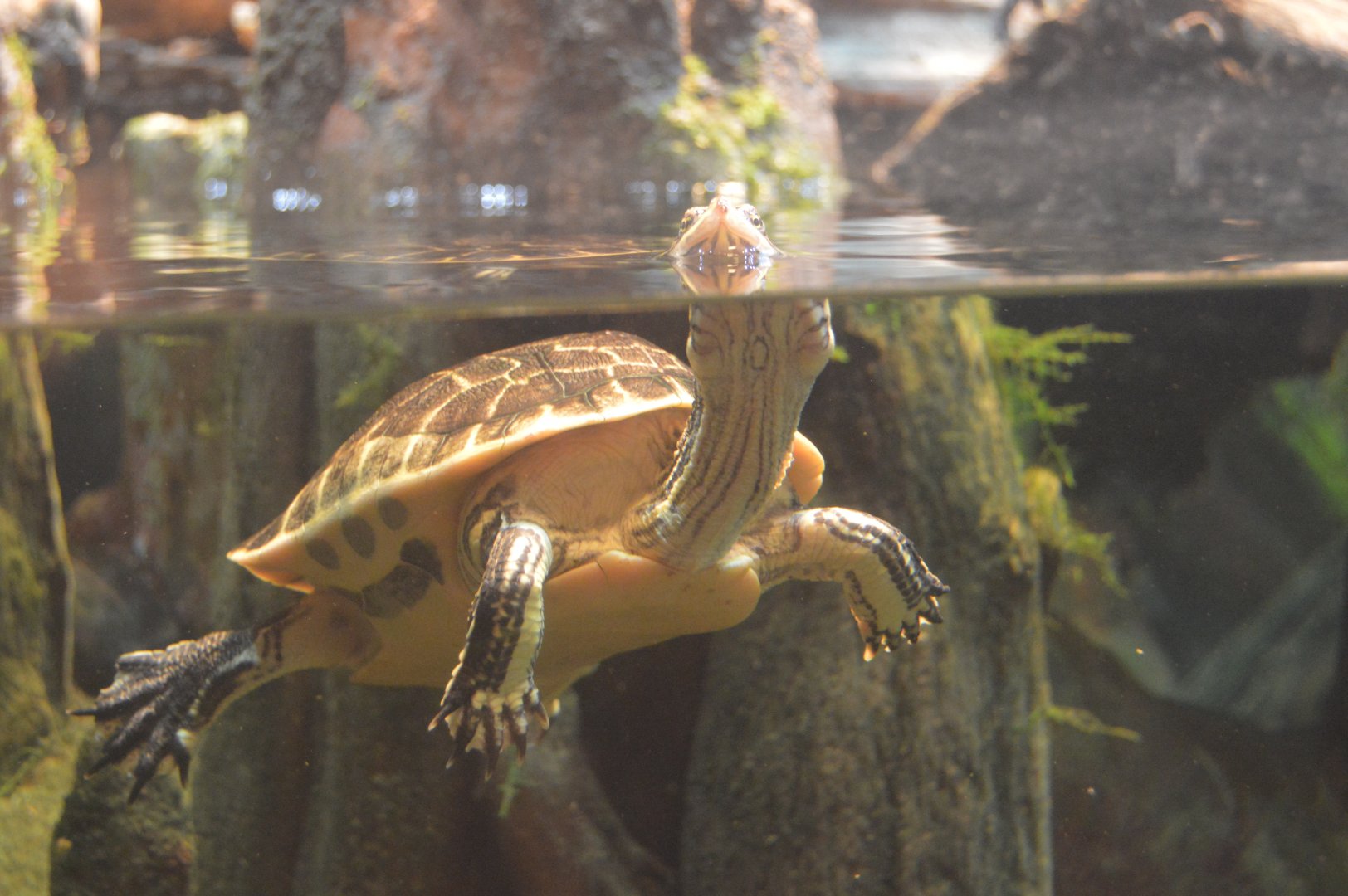 Delta Country - Chicken Turtle