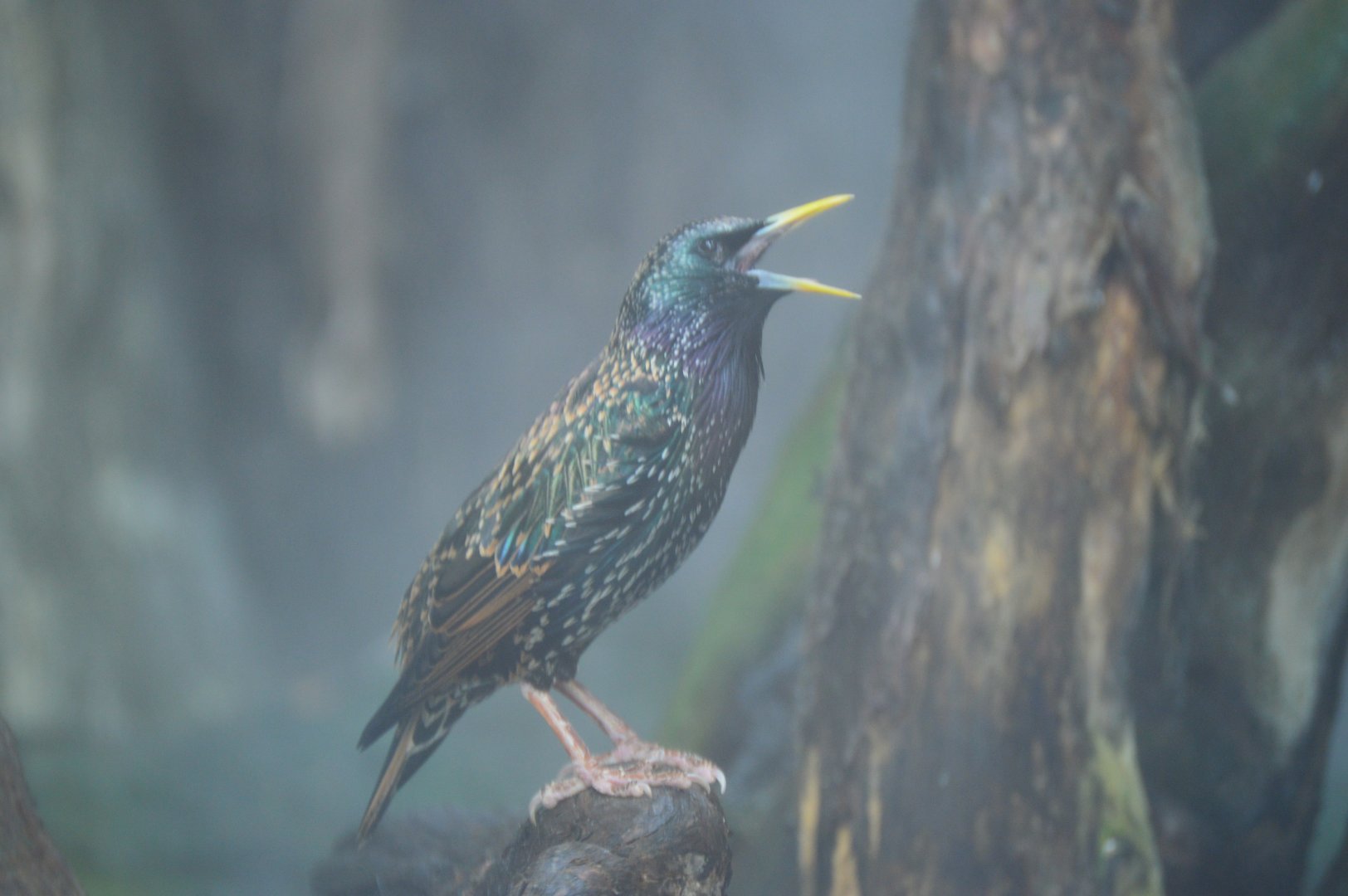 Delta Country - European Starling