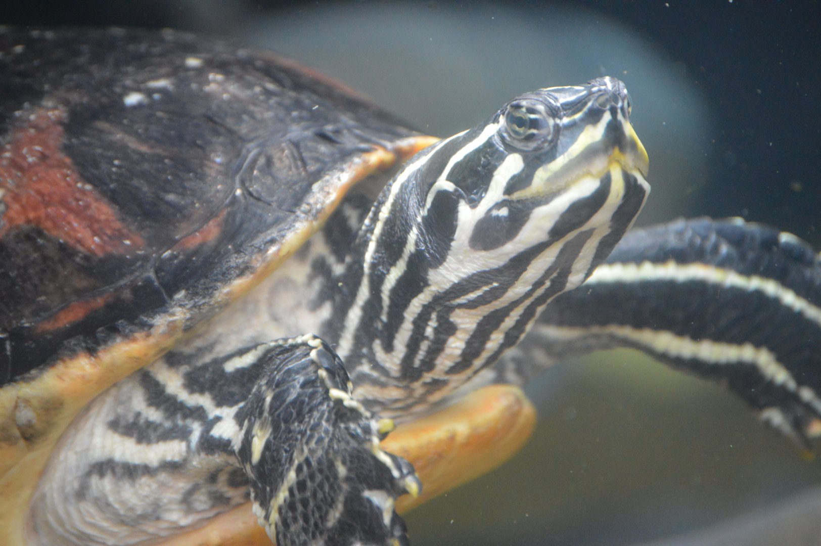 Delta Country - Florida Redbelly Turtle