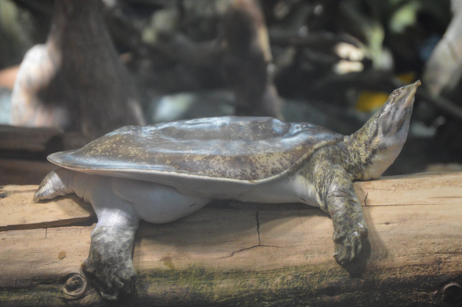 Delta Country - Florida Softshell Turtle