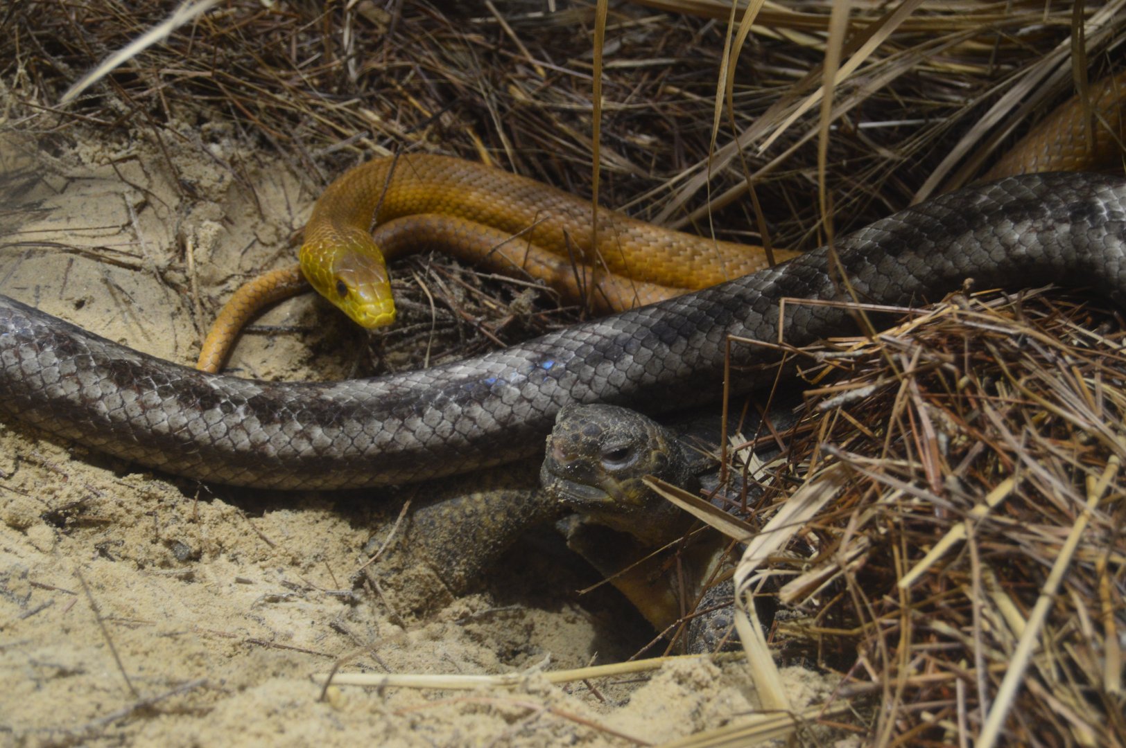 Delta Country - Gopher Tortoise and Eastern Ratsnake