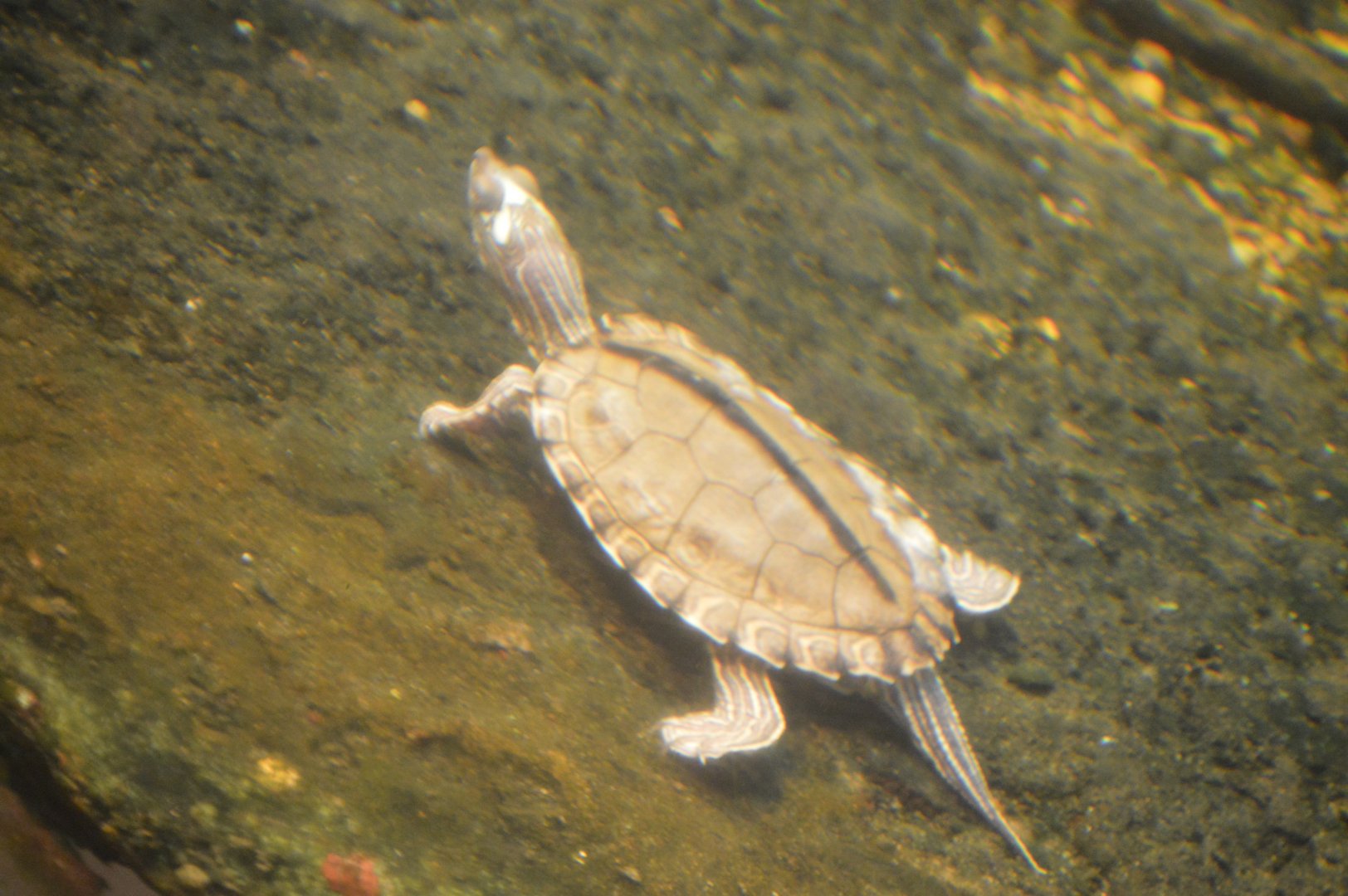 Delta Country - Pearl River Map Turtle