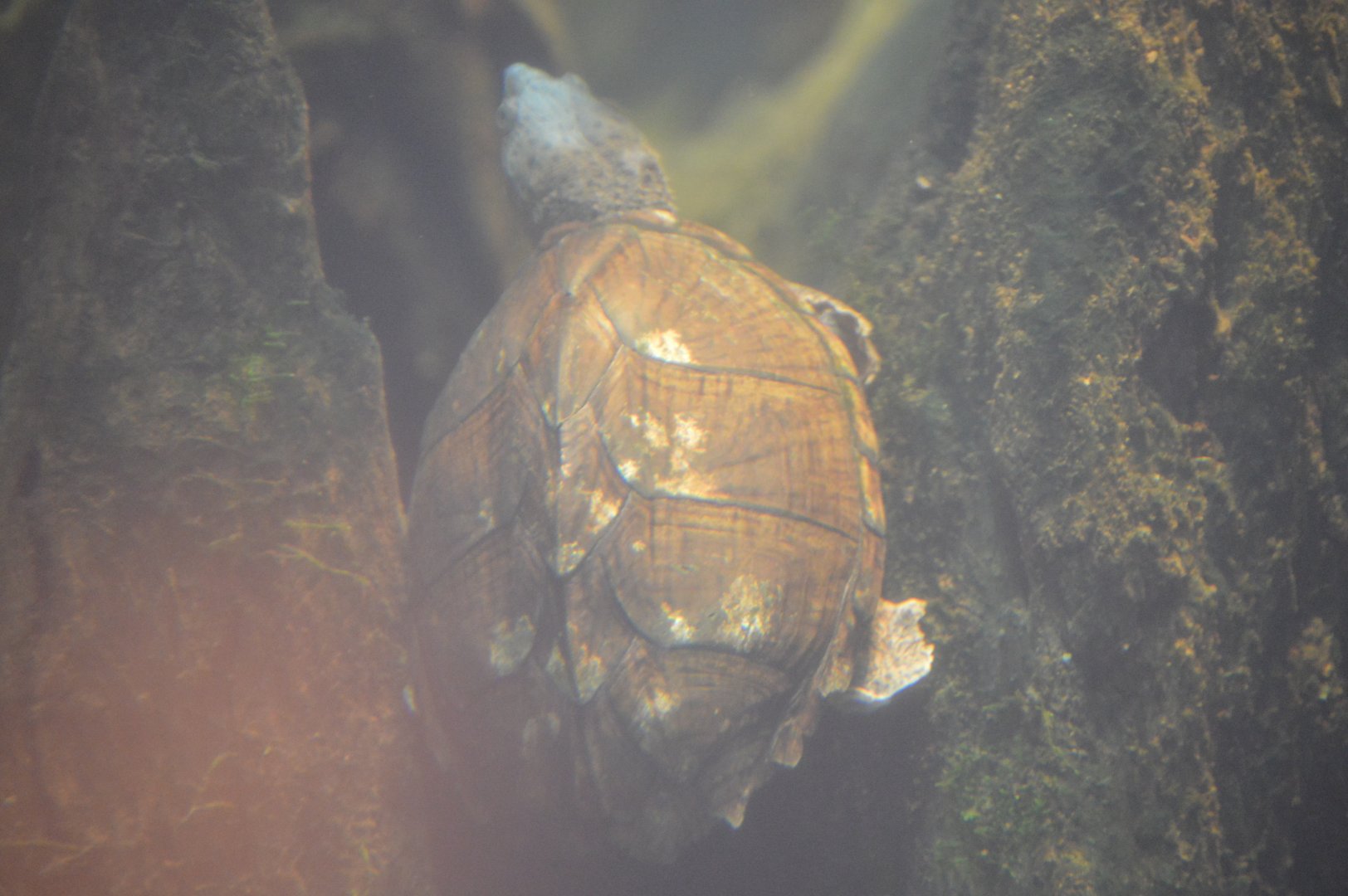 Delta Country - Razorback Musk Turtle