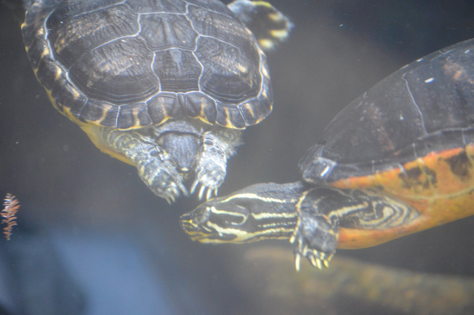 Delta Country - River Cooter and Florida Redbelly Turtle