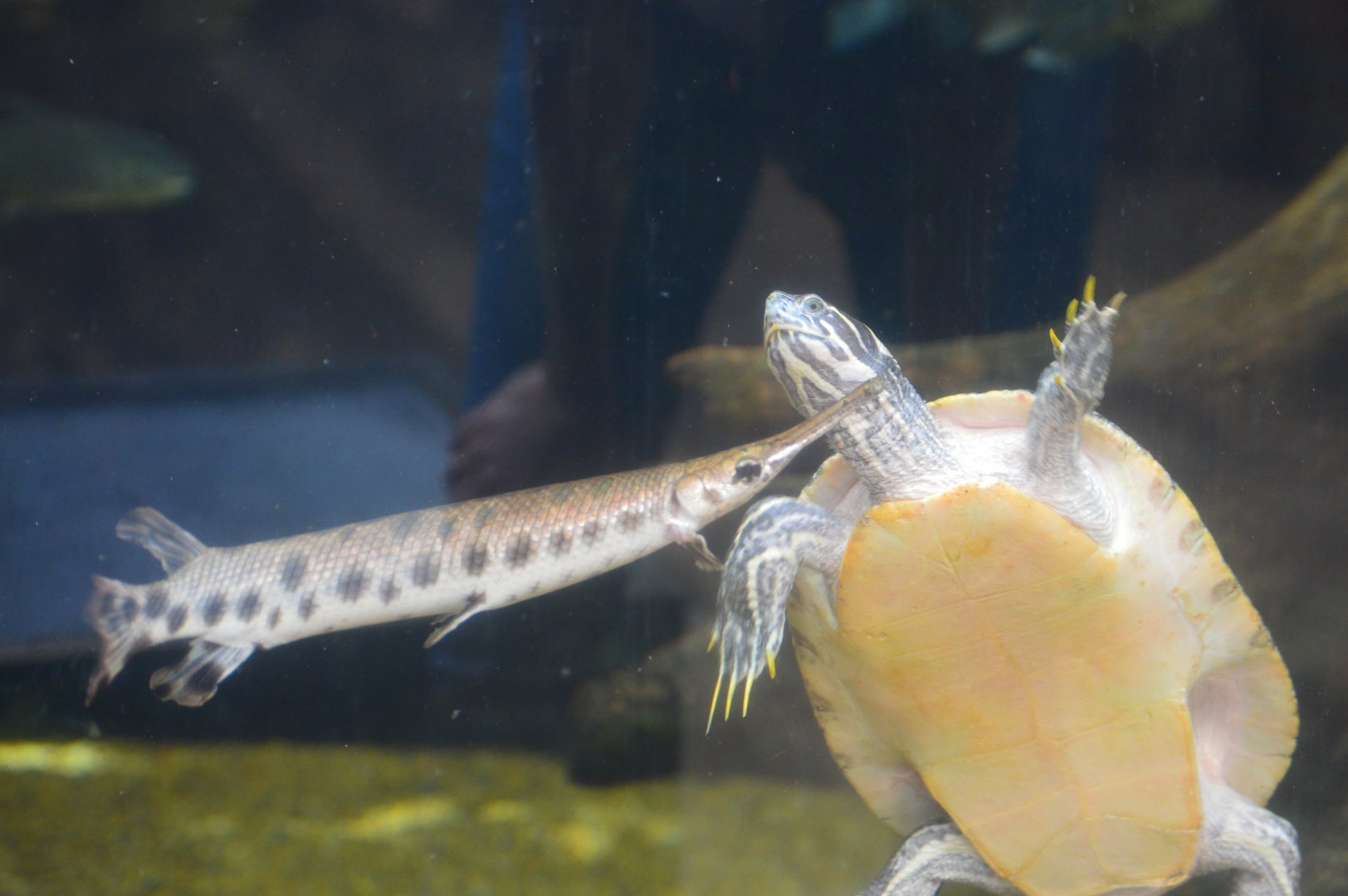 Delta Country - Spotted Gar and River Cooter