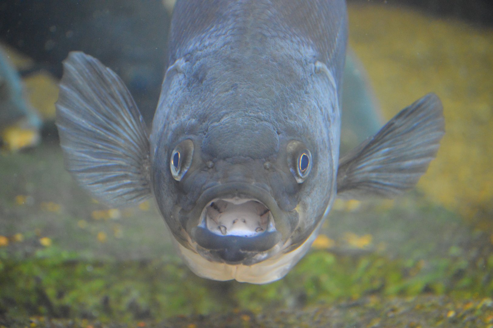 Delta Country - White Bass