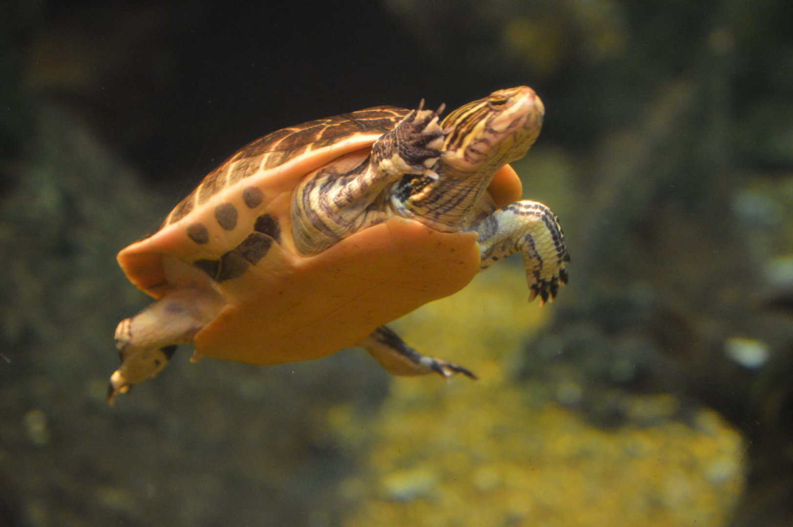 Delta Country - Yellow-blotched Map Turtle