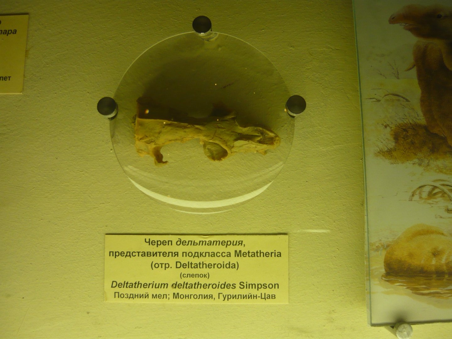 Deltatheroid skull (cast)