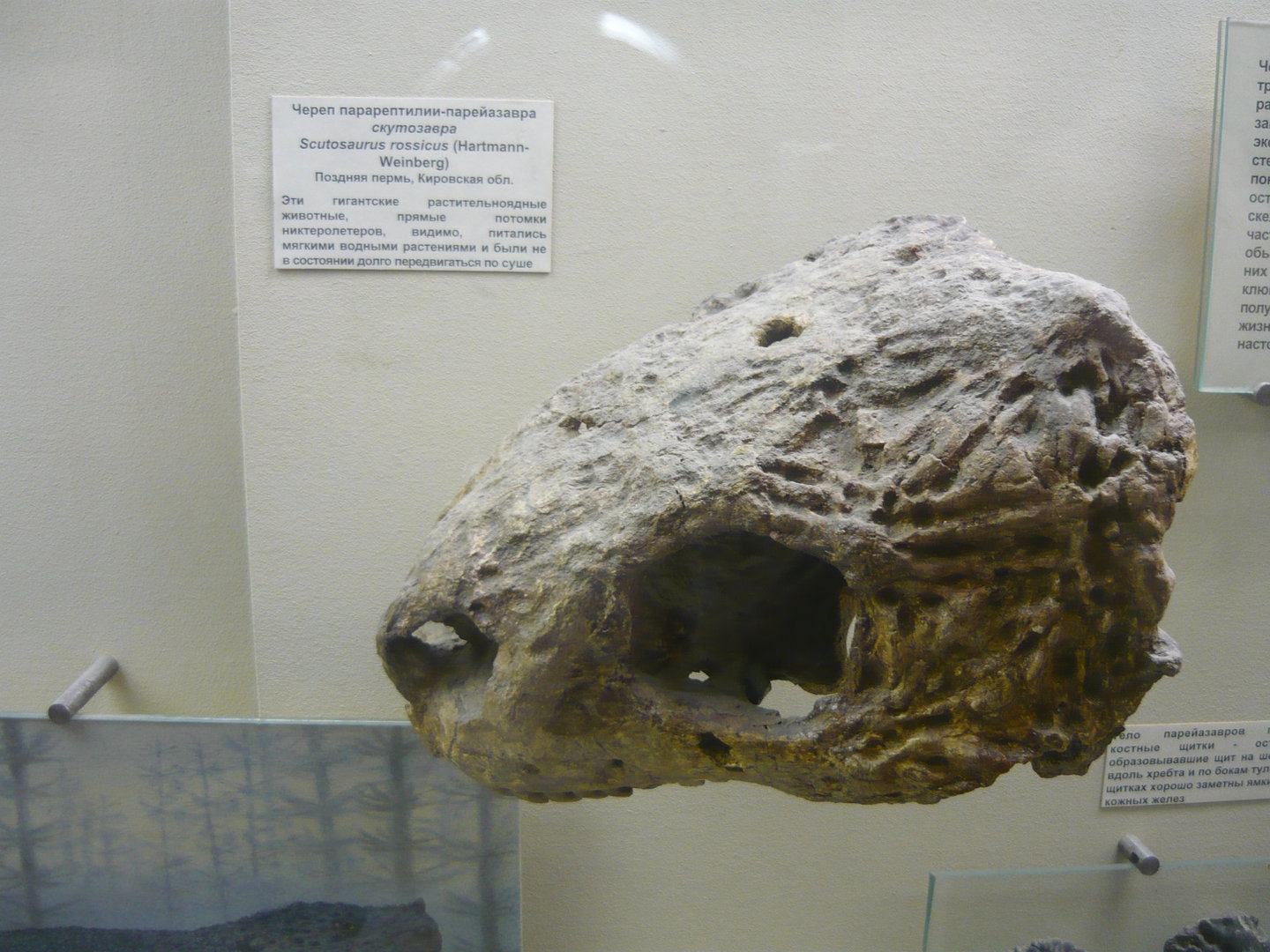 Deltavjatia rossicus skull