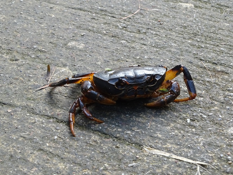 Demanietta khirikhan