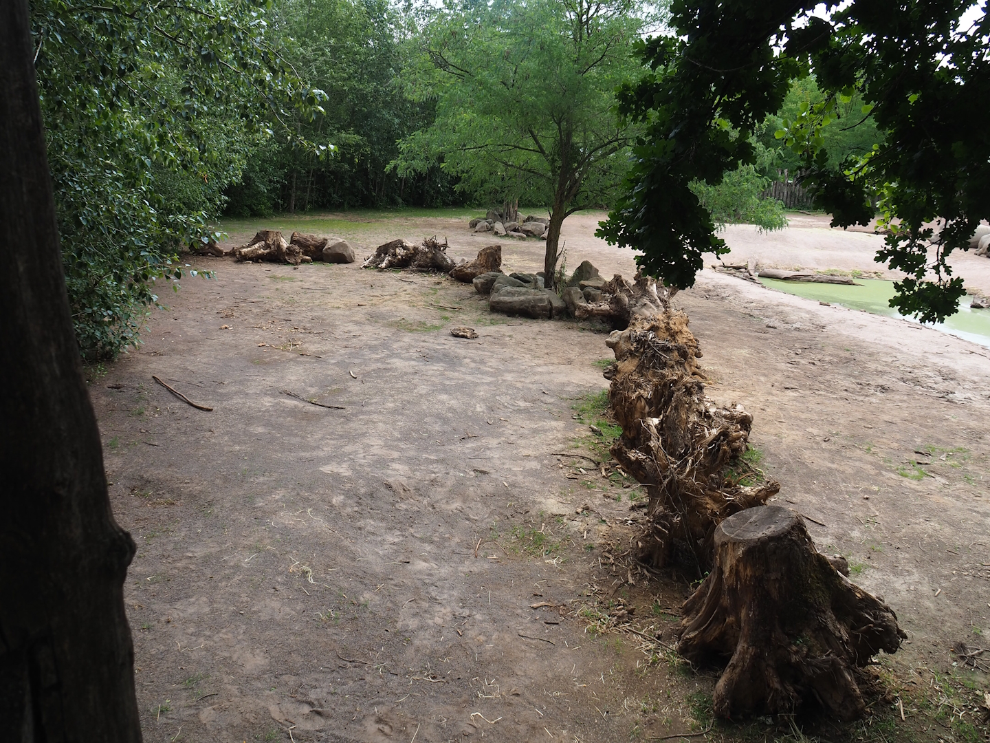 Demarcated separation area for red river hogs in the Southern white rhinoceros paddocks, 2023-07-18