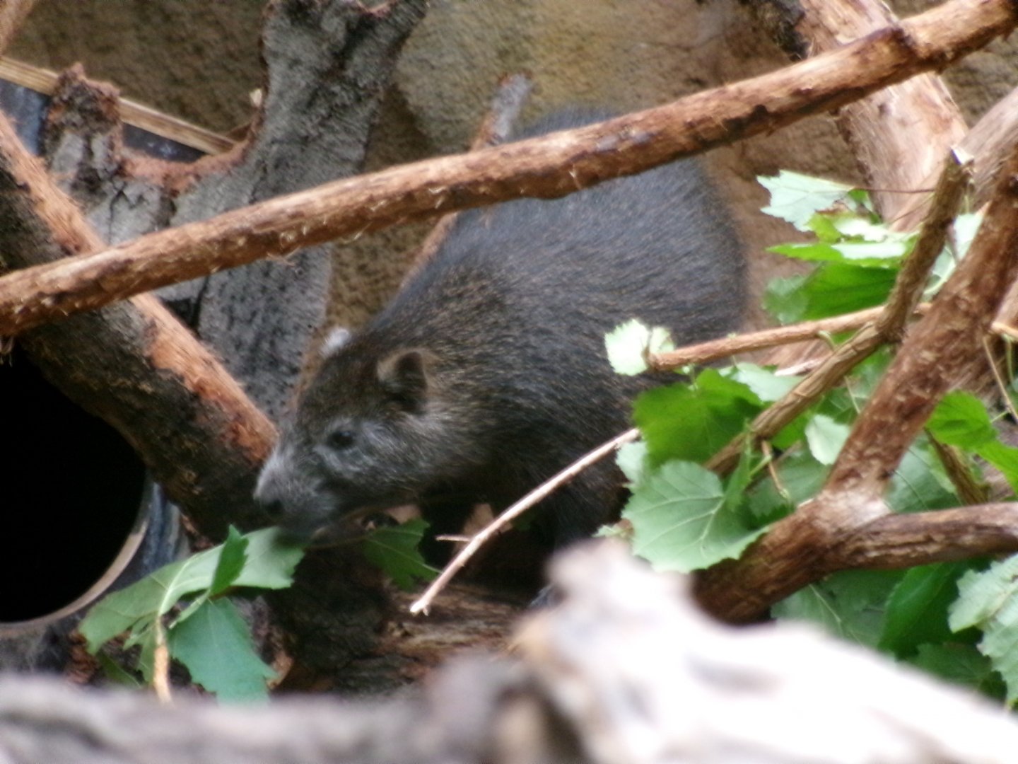 Demarest's hutia