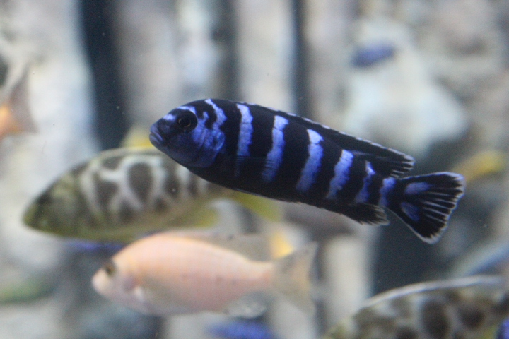 Demasoni (Pseudotropheus demasoni) - BXSea