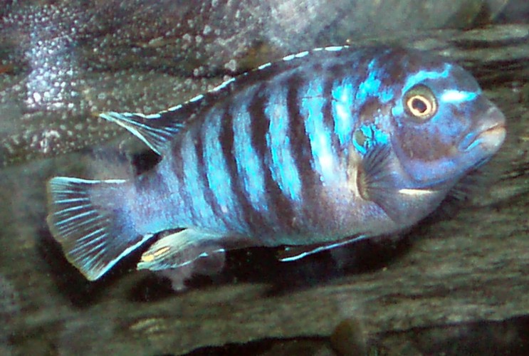 Demason's Cichlid (Pseudotropheus demasoni)