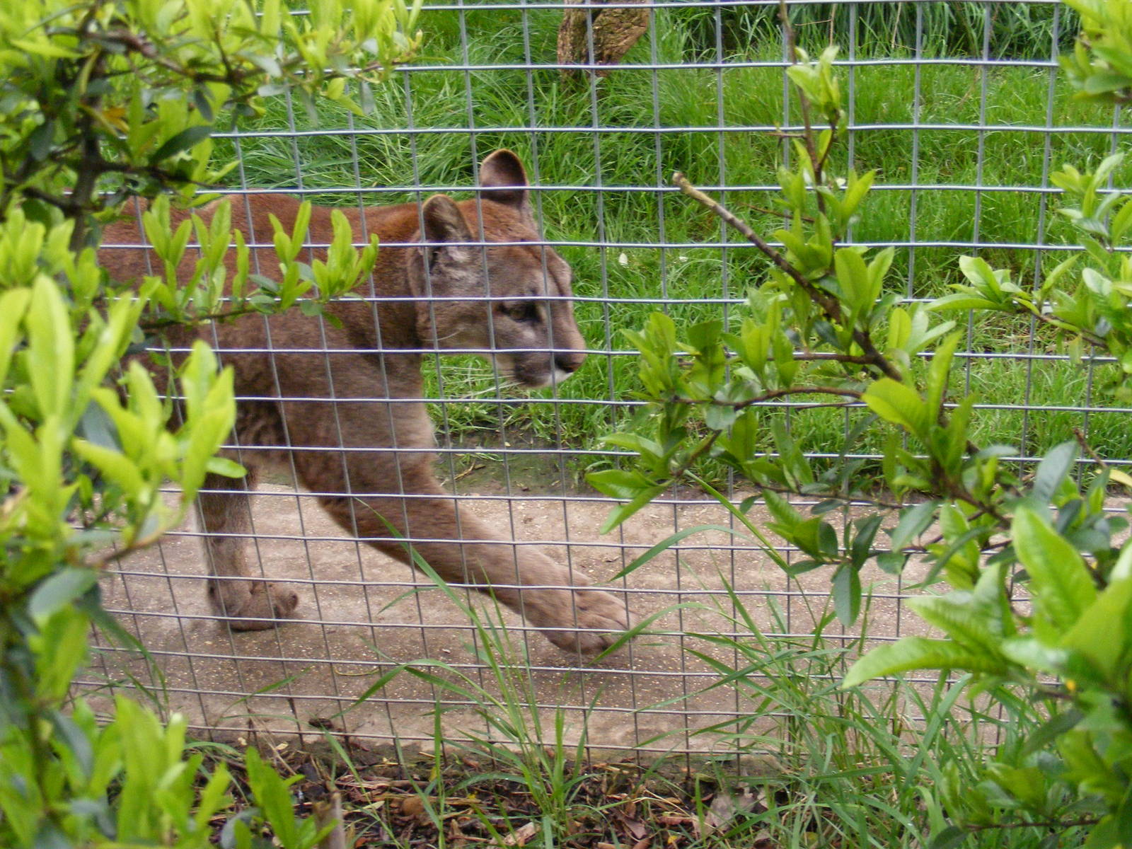 Demelza the puma - Shepreth Wildlife Park - 17 April 2009