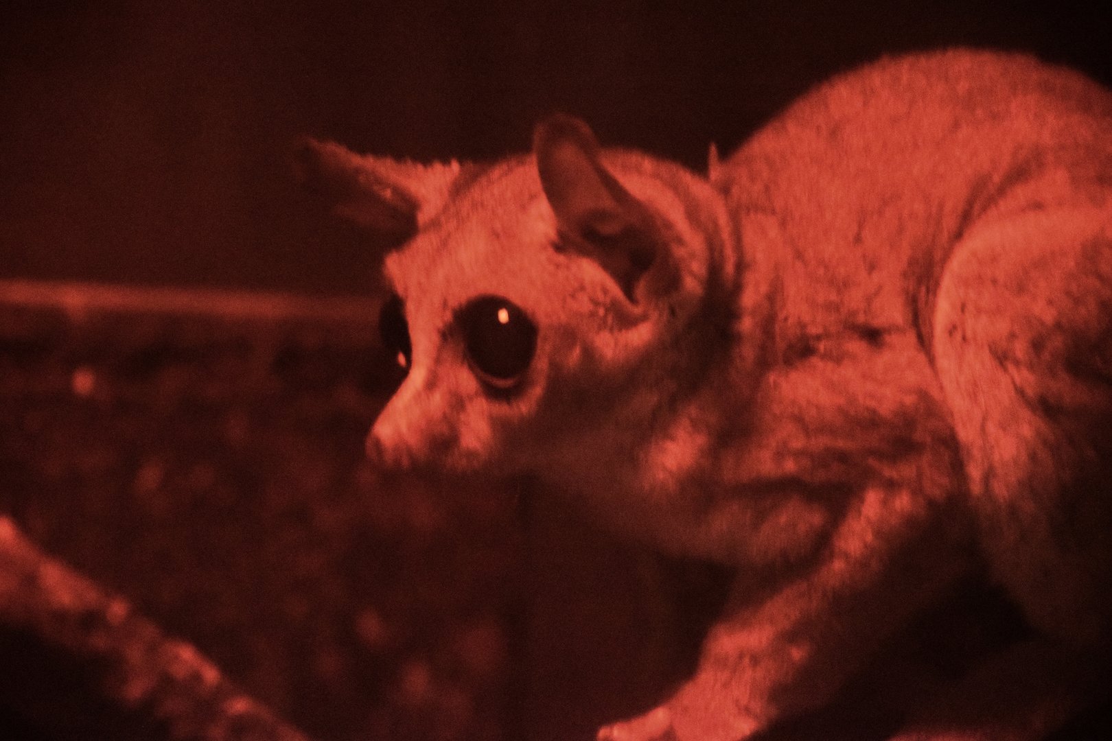 Demidoff's bushbaby (Galagoides demidovii)