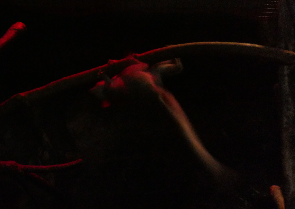 Demidoff's Dwarf Galago (Galagoides demidoff)