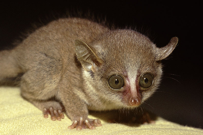 Demidoff's galago (pet) 1