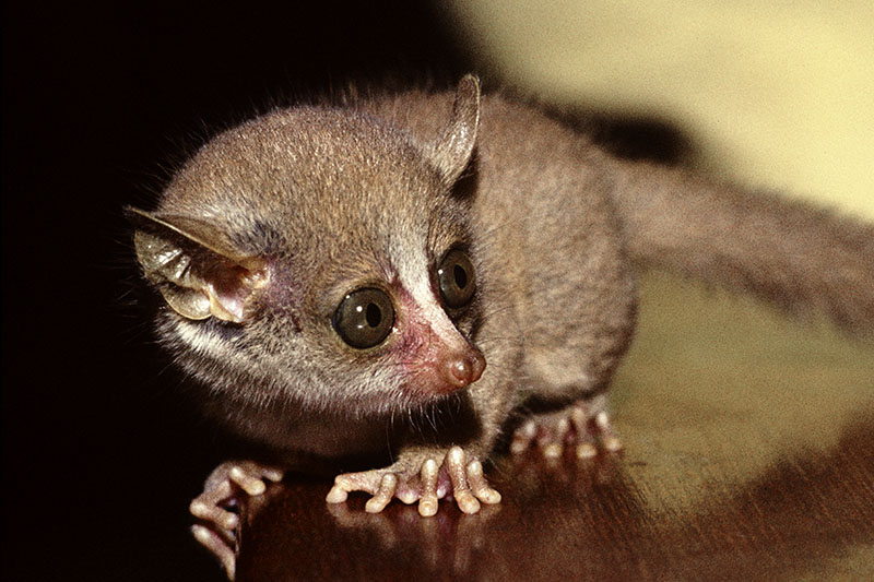 Demidoff's galago (pet) 2