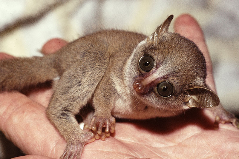 Demidoff's galago (pet) 3