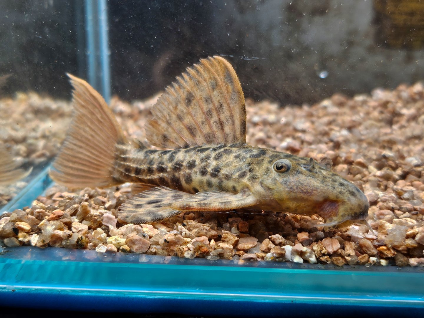 Demini Leopard Cactus Pleco, L114 (Pseudacanthicus cf. leopardus)