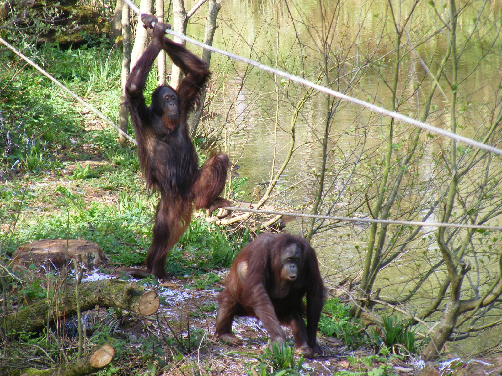 Demo and Gambira the Orangutans at Paignton Zoo, 13 April 2009