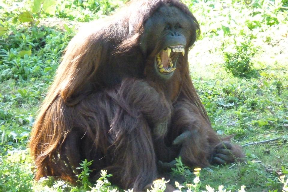 Demo, male Bornean Orangutan, 9 September 2013
