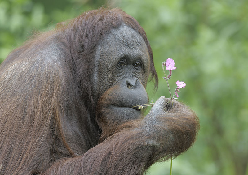 Demo samples campion