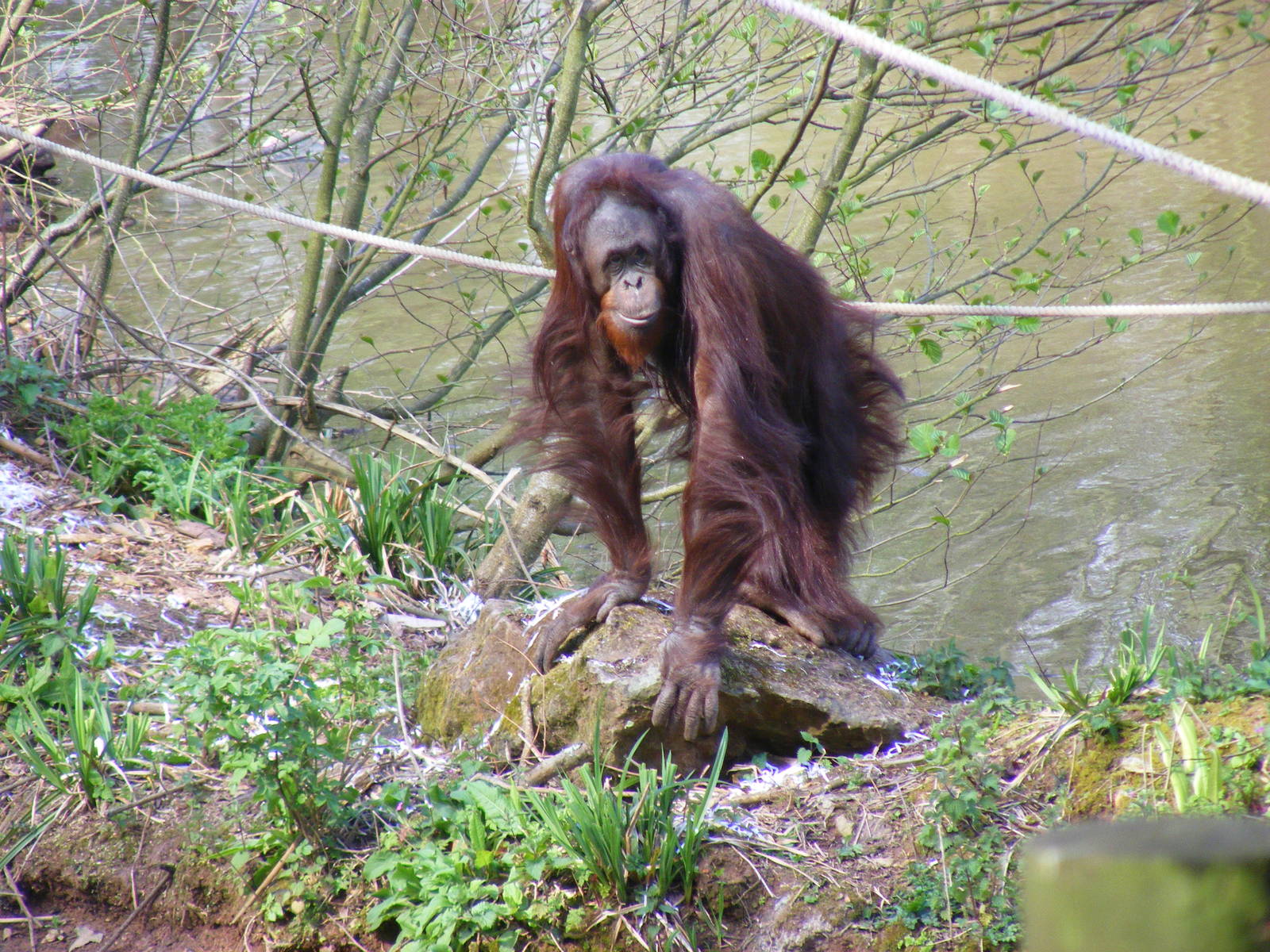 Demo the Orangutan at Paignton Zoo, 13 April 2009
