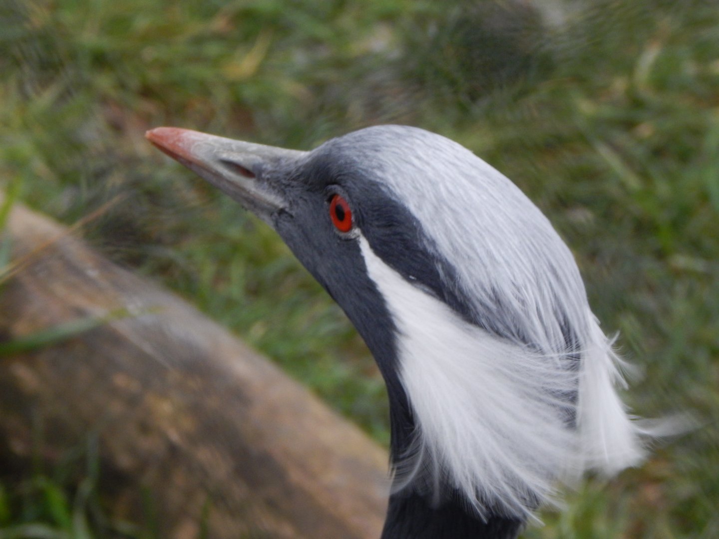 Demoiselle crane 060222