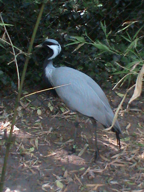 demoiselle crane 070511