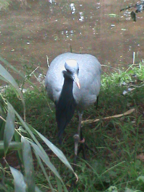 demoiselle crane 080811