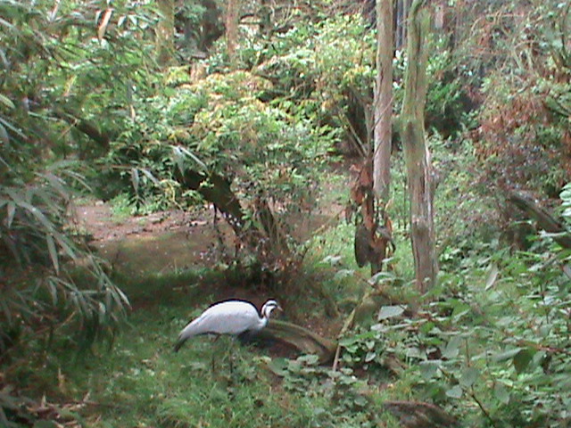 demoiselle crane 080811