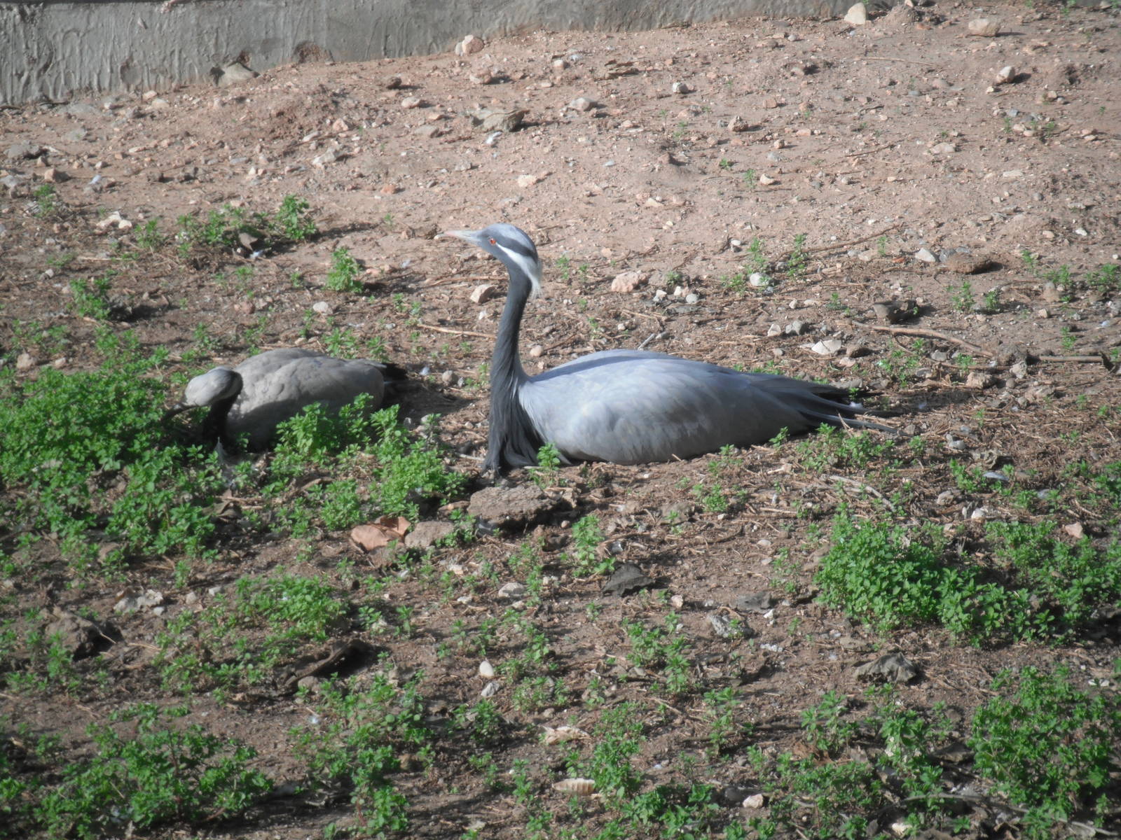 Demoiselle crane- 1/Jan/2011