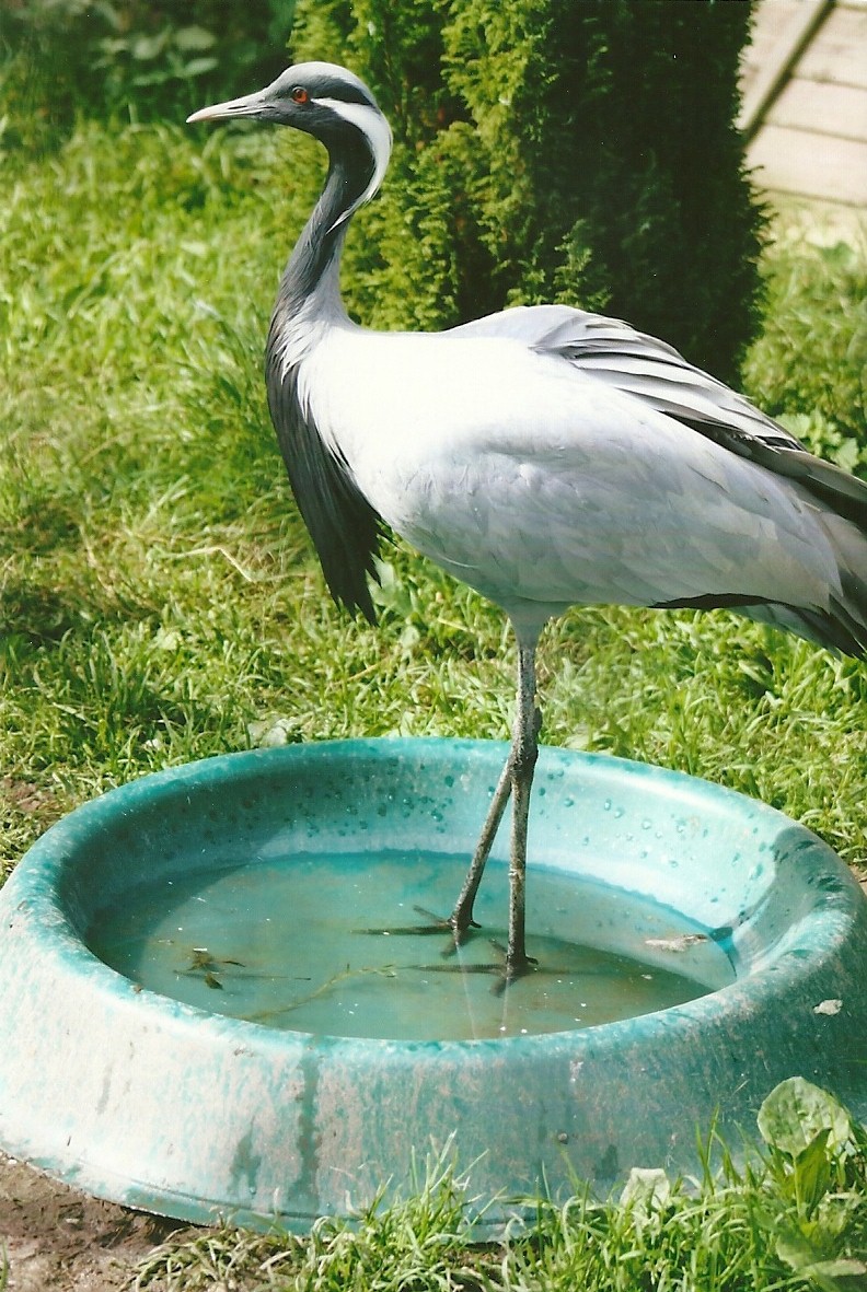 Demoiselle Crane 11th September 2012