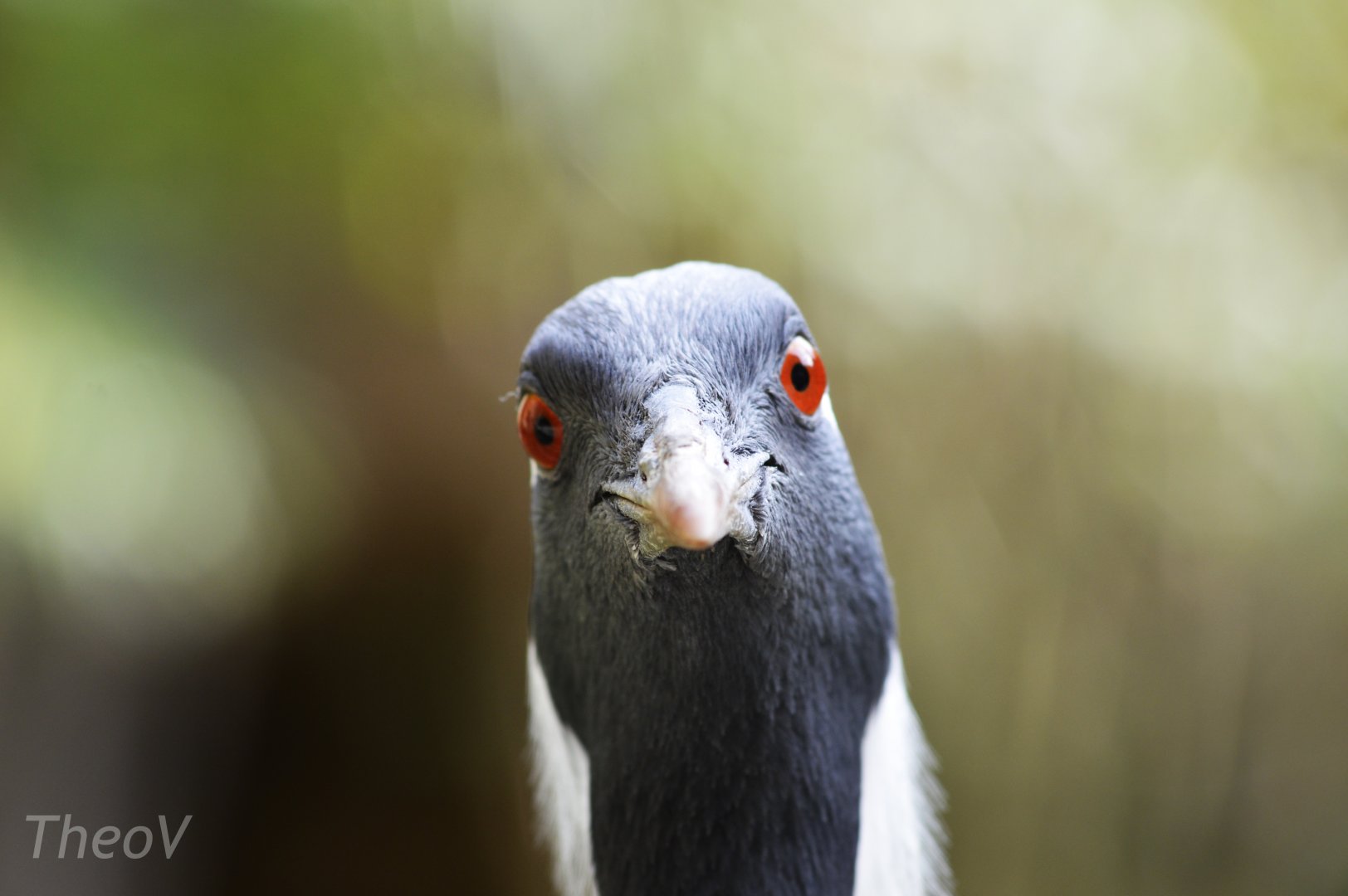 Demoiselle crane [2020]