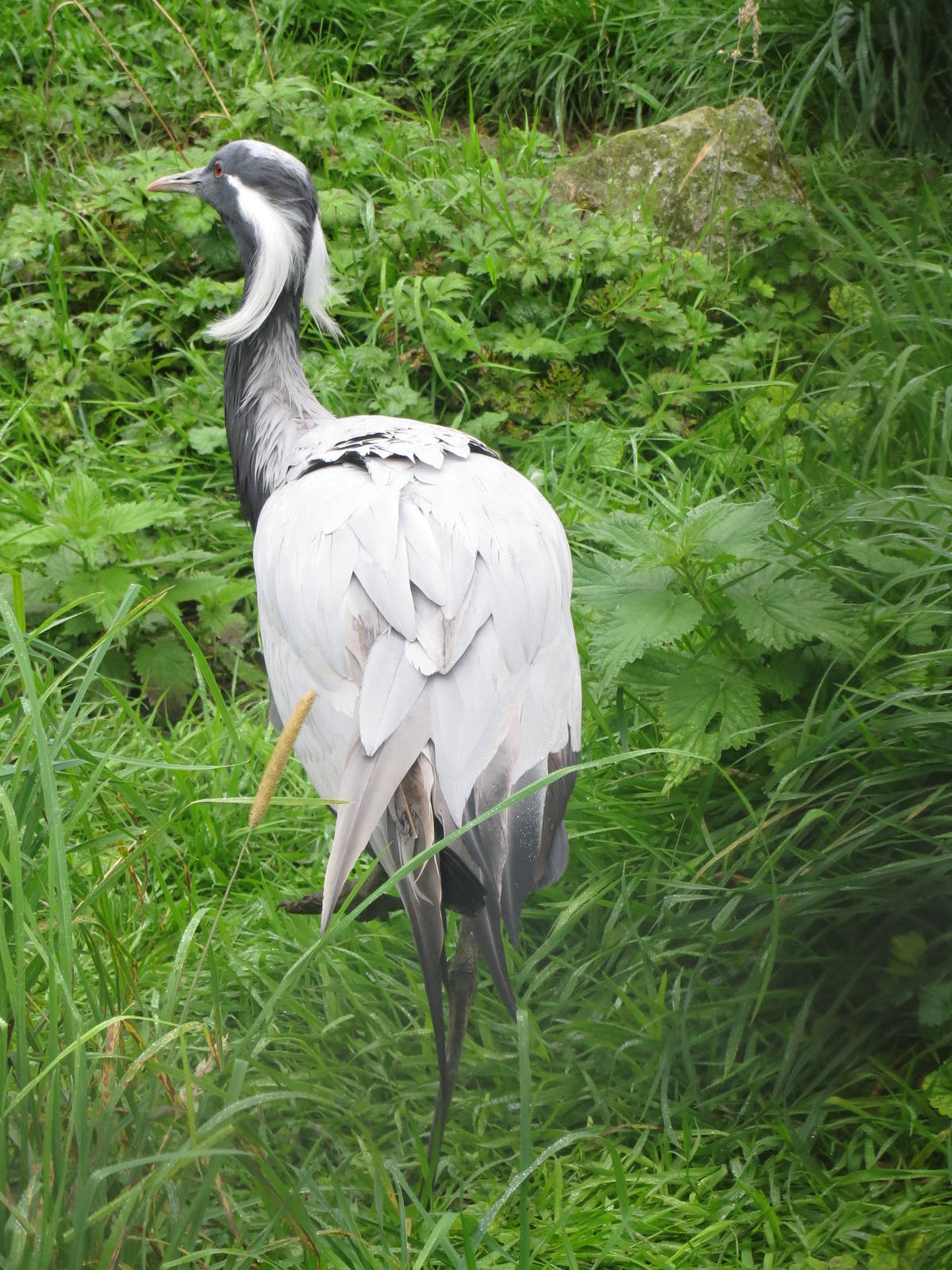 demoiselle crane 210913