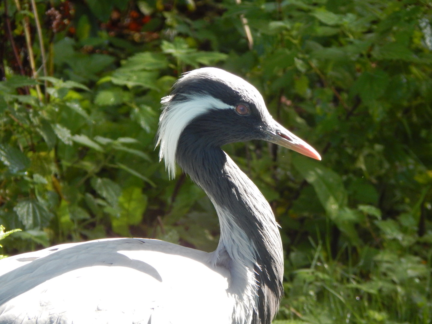 Demoiselle crane 230922