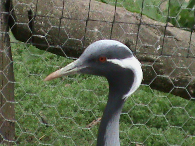 Demoiselle crane 300411