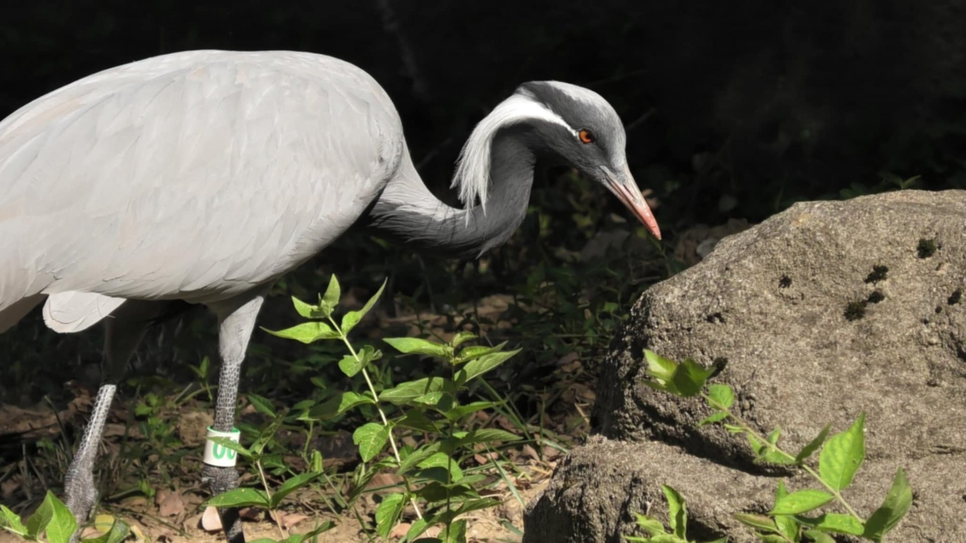 Demoiselle crane again