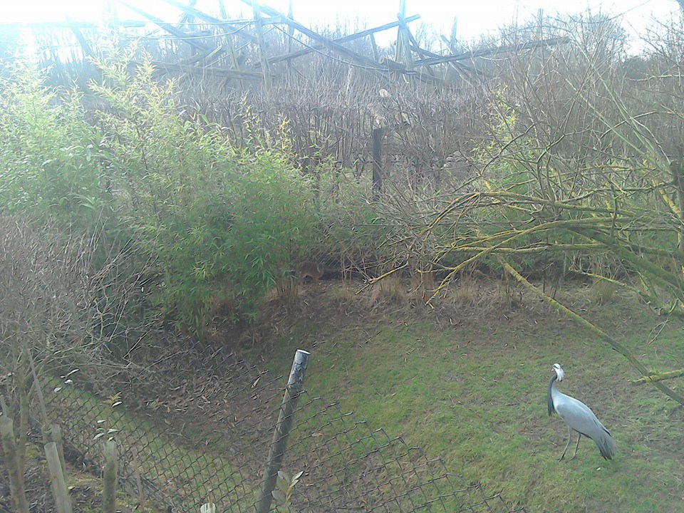 Demoiselle Crane and Dik-dik