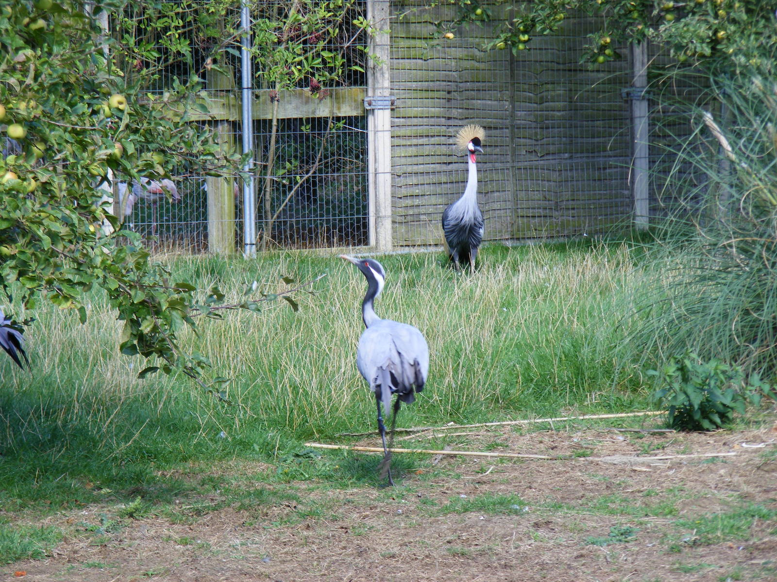 Demoiselle crane and East African crowned crane at Hamerton Zoo, 12 Septemb