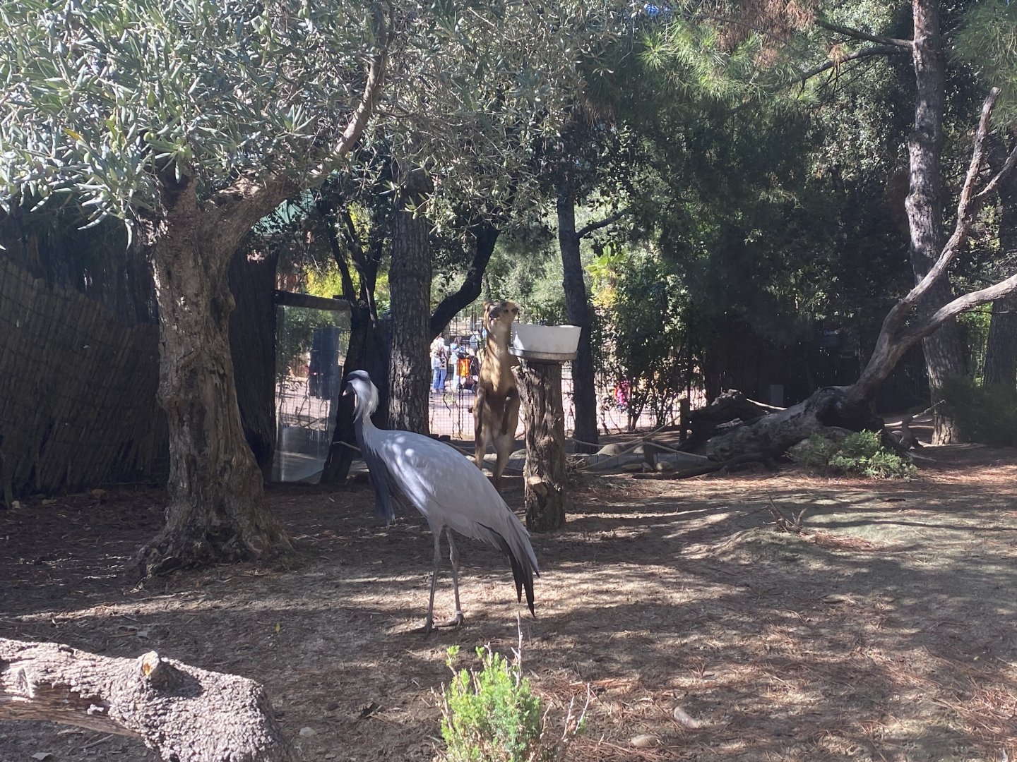 Demoiselle crane and Reeve’s muntjac